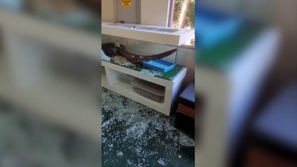 Atenção: Jiboia Medusa foi furtada em Cascavel