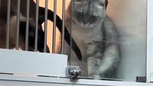 Smart Cat Escape!
