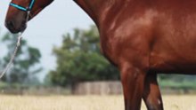 3 choses à savoir sur le Trakehner