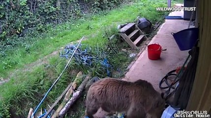 Fuggono dal recinto e si abbuffano di miele: l'avventura di due orsi