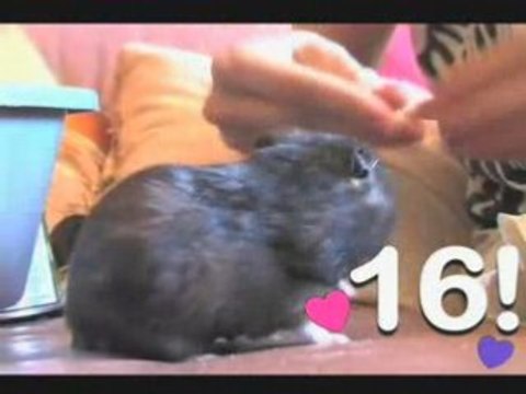 Ultra Kawaii - Hamster Nuts 4 Nuts!