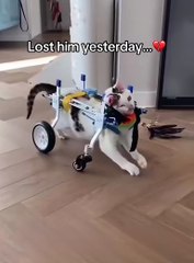 Lost him yesterday💔 #cats #cat