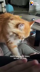 Cat Throws A Fit When His Sister Isn’t Home 😾💔 | The Dodo Vibes