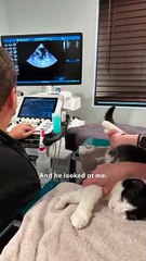 Cat Born With an Oversized Heart Gets Saved by Pure Love 💖 | The Dodo Vibes