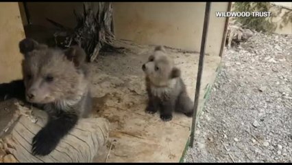 Fuggono dal recinto e si abbuffano di miele: l'avventura di due orsi