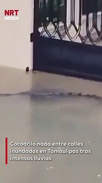 Las fuertes lluvias registradas en Tamaulipas provocaron inundaciones en diversas zonas urbanas. En medio de estas anegaciones, vecinos captaron a un cocodrilo nadando tranquilamente por las calles.
