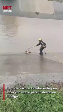 Elementos del cuerpo de bomberos de Hidalgo realizaron el rescate de un perrito que había caído al río. El animal fue extraído con vida y en condiciones estables.