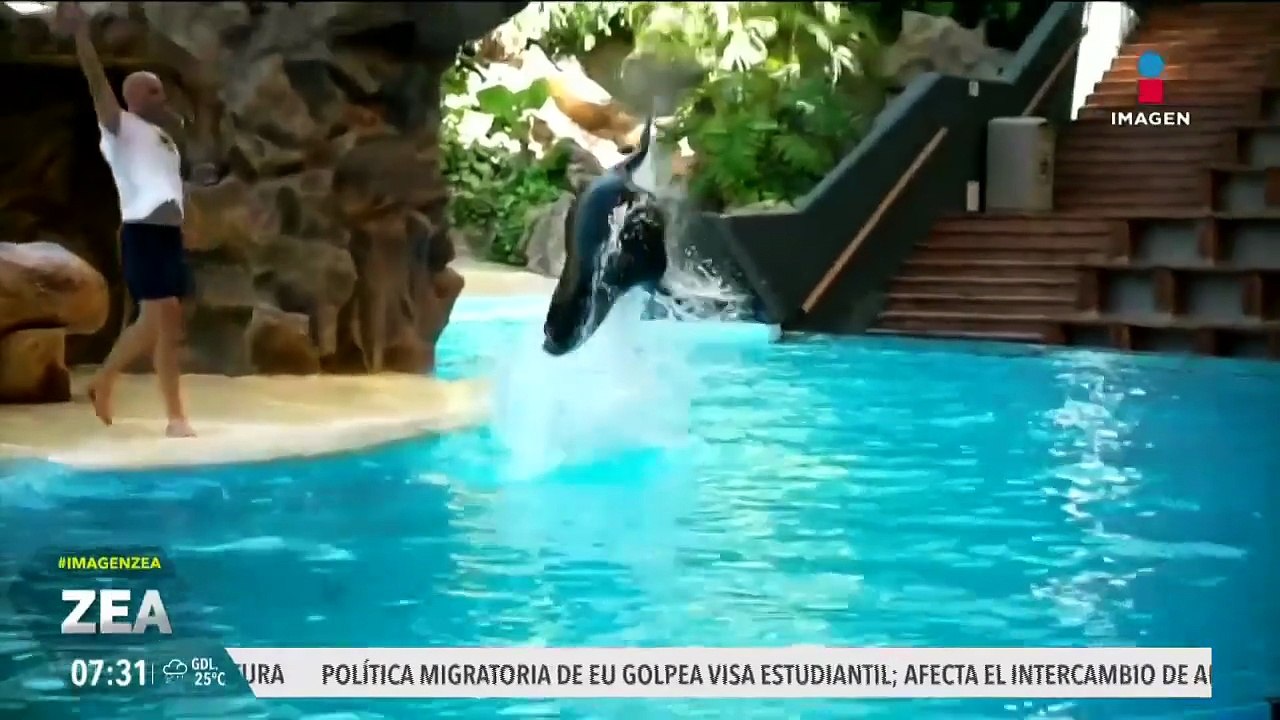Avalan proyecto de reforma para prohibir el uso de mamíferos marinos en espectáculos