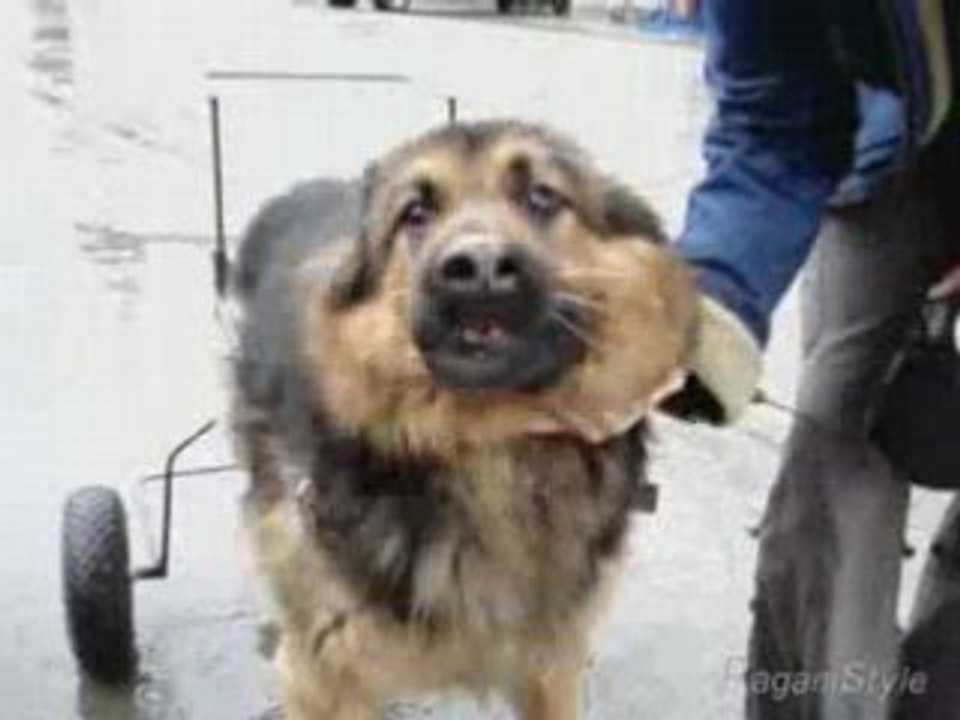 BOSTON EST UN BERGER ALLEMAND AVEC UNE OTHESE POUR CHIEN