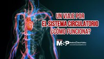 Un viaje por el sistema circulatorio ¿cómo funciona?