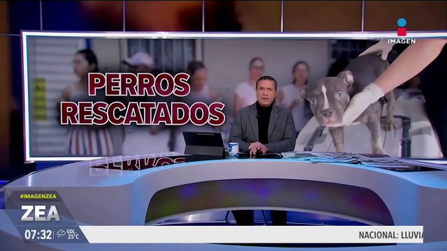 Daniel denuncia que activistas se robaron a sus perros; lo acusaron de maltrato y ahora recibe amenazas