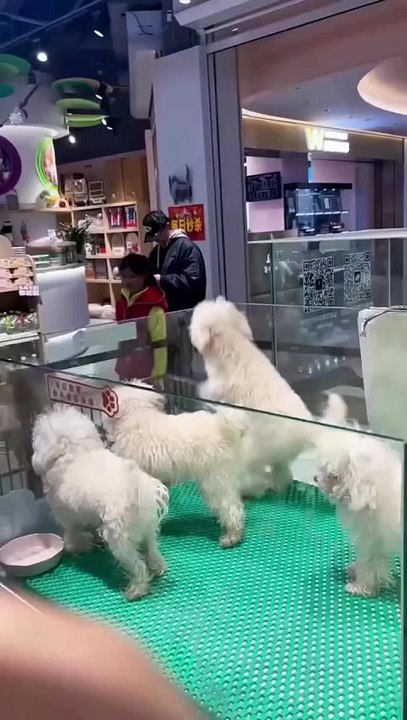 A happy little dog