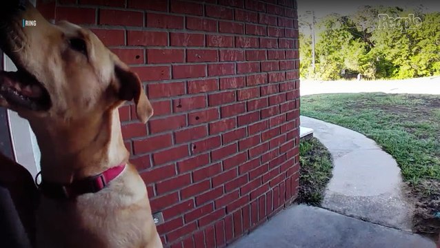 Dog 'Totally Shocks' Family by Disappearing from Home. 30 Minutes Later, the Pup is Ringing the Doorbell