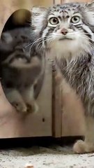 how cute can it get, very cute as you can see here