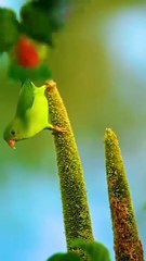 Beautiful little birds.