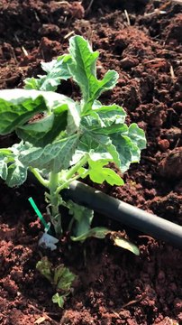 Grafted watermelon seedling (Aşılı karpuz fidesi)
