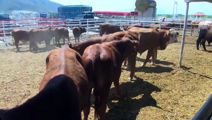 Ganaderos piden detener el ingreso a Coahuila de bovinos del sur