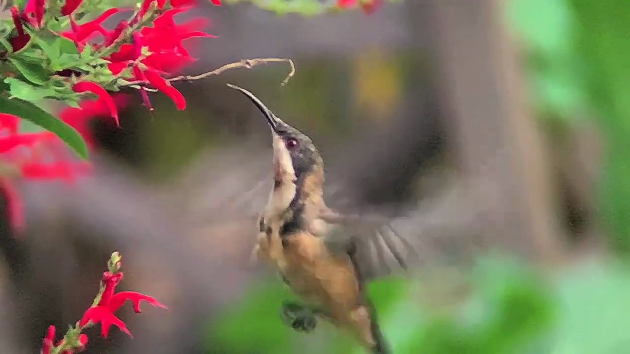 Visit in the Garden