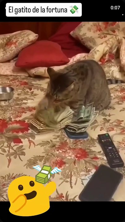 Reacciona al gatito de la suerte 🍀😸