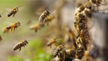 Reportan más de 4 mil emergencias por abejas africanizadas