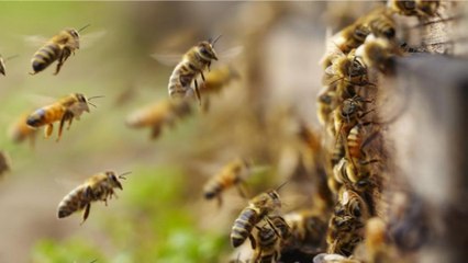 Reportan más de 4 mil emergencias por abejas africanizadas