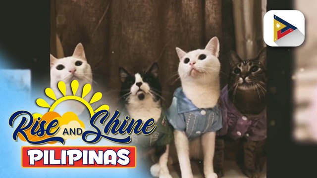 Pets Day | Cute barong for pets and other accessories, kinatuwaan online!