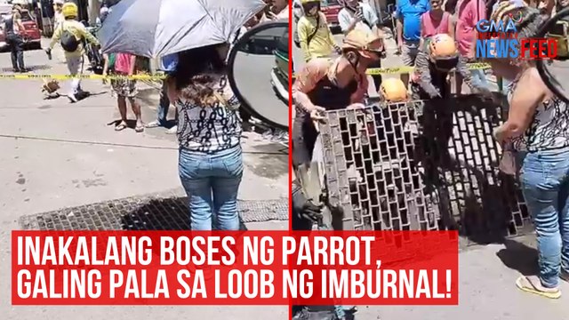 Inakalang boses ng parrot, galing pala sa loob ng imburnal! | GMA Integrated Newsfeed