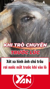 Xót xa hình ảnh chú trâu rớt nước mắt trước khi bị cho vào lò