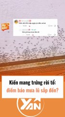 Kiến mang trứng dời tổ, điềm báo mùa mưa lũ sắp đến