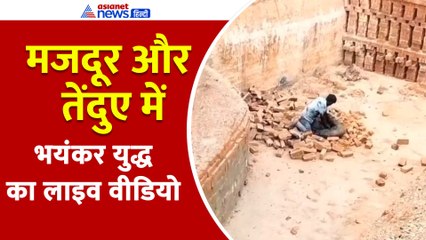 लखीमपुर खीरी: तेंदुए से भिड़ा मजदूर, वीडियो शेयर कर Akhilesh Yadav ने योगी सरकार को धो डाला