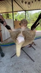 #keşfetbeniöneçıkar #animals #kuzueti #youtubeshorts #kuzu #youtube #antalyaturkey