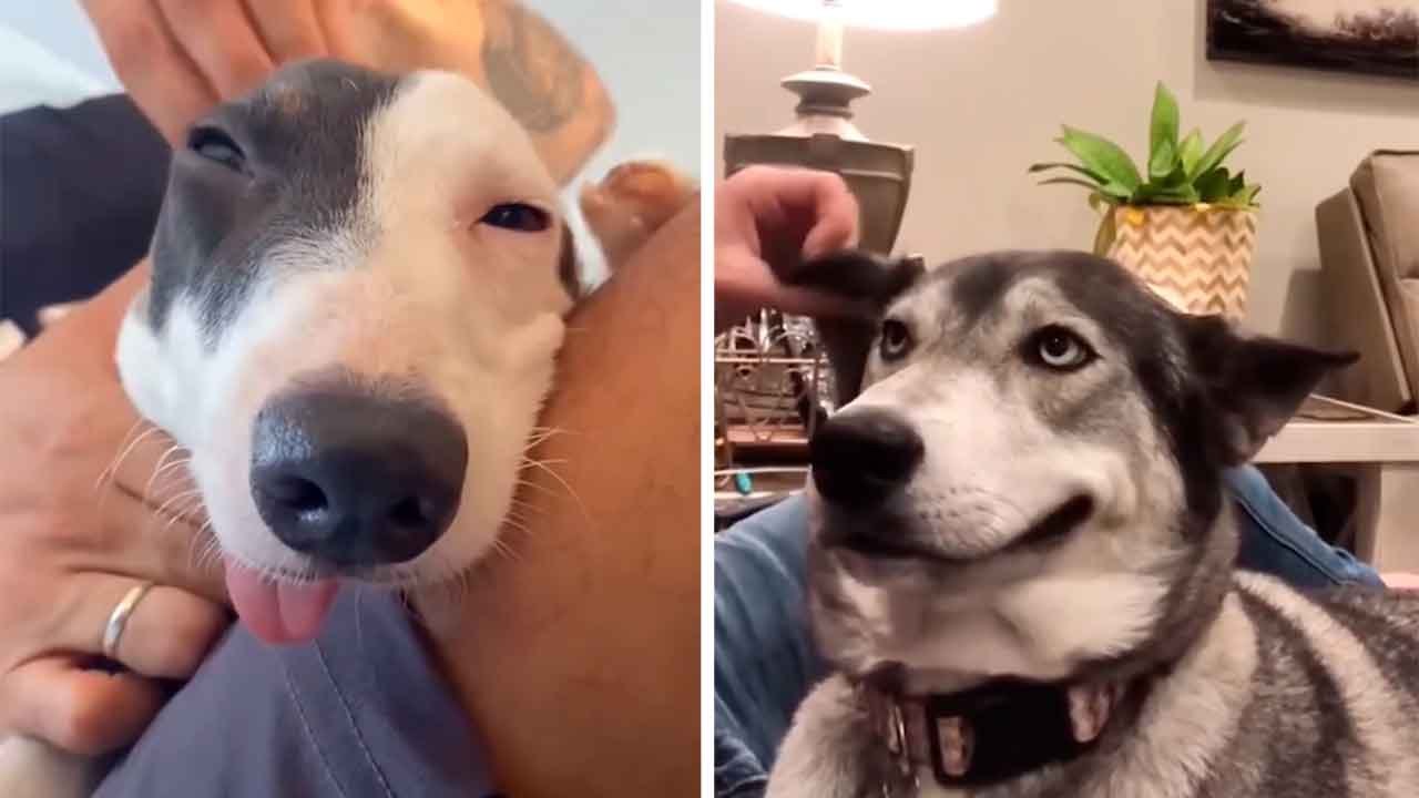 Vidéo hilarante : essayez de ne pas rire devant ces chiens qui reçoivent des caresses