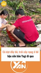Cá dạt đầy bờ và trái cây rụng đầy khi bão đi qua