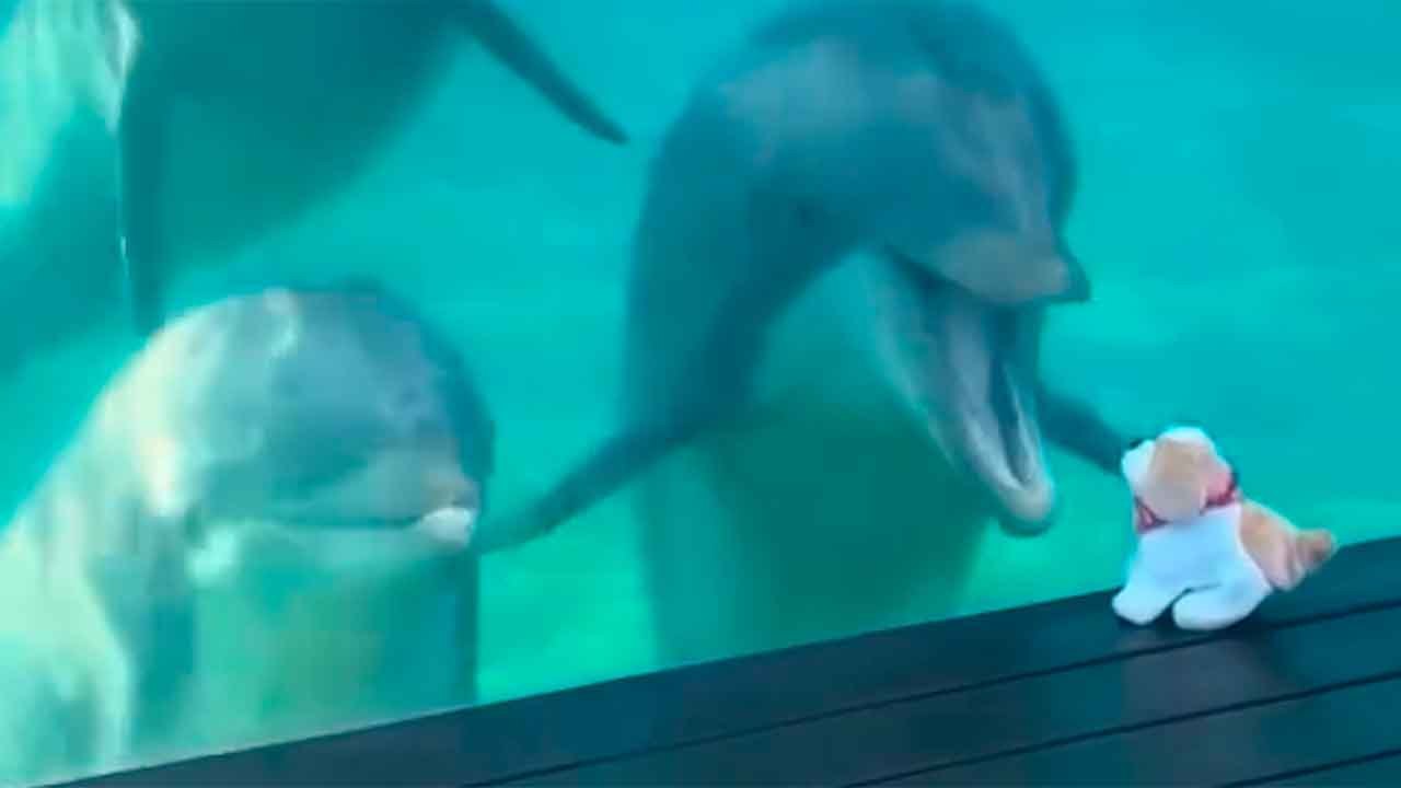 Söpö video näyttää delfiinien leikkivän leikkikoiran kanssa