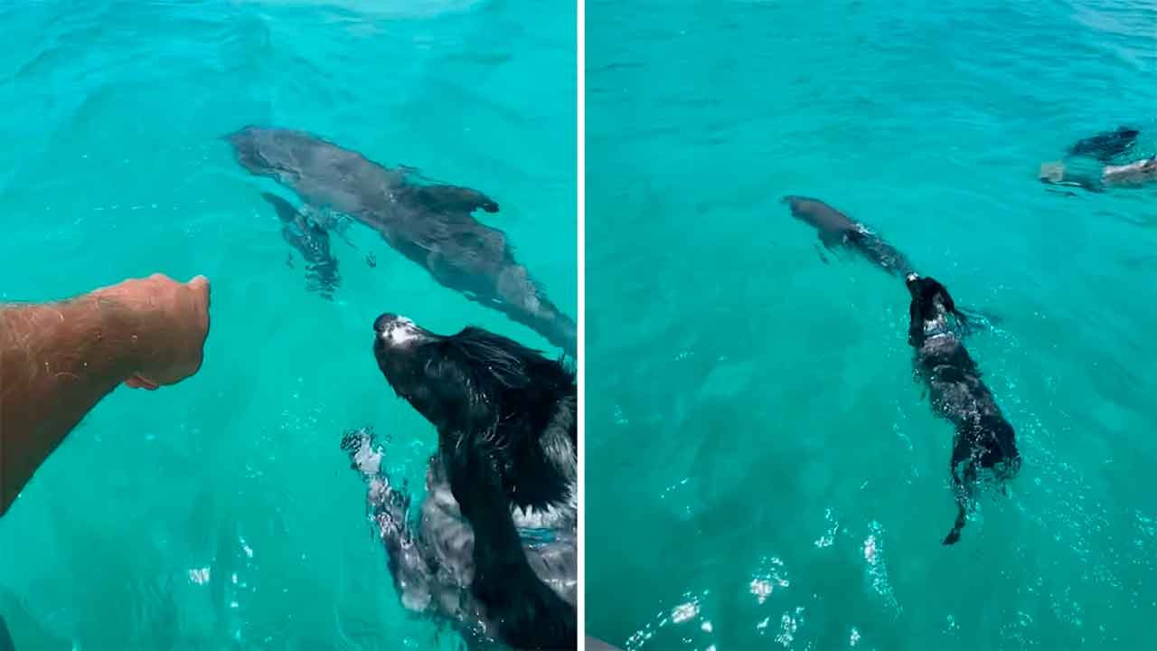 Vidéo mignonne : un chien et un dauphin sont amis, même sous l’eau