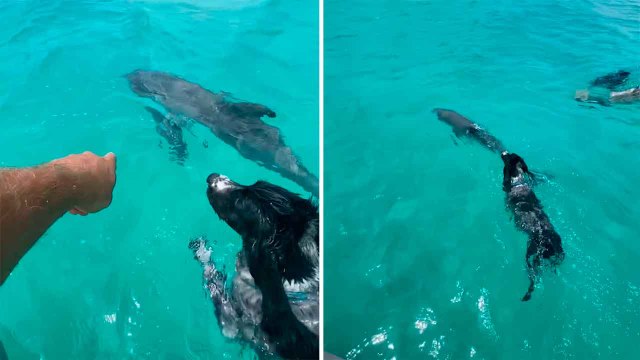 Süßes Video: Hund und Delfin sind sogar unter Wasser Freunde