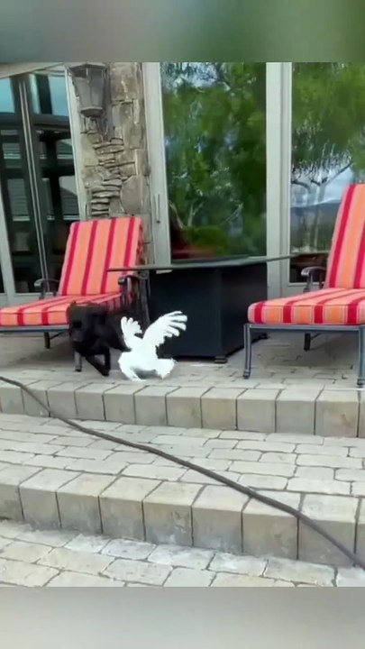 Parrot Barks Like a Dog 😂