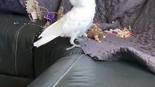 Parrot singing Lalala 🎶