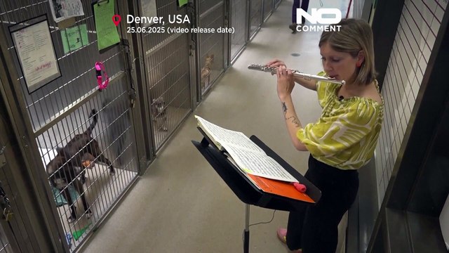 Animal shelters in the US use live music to soothe anxious pets