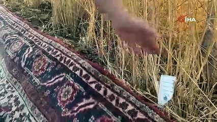 Türkiye'nin en renkli tarlasında gece nöbeti başladı