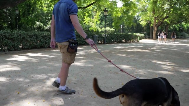 Lanzan una nueva herramienta digital para mejorar la calidad de vida de perros senior