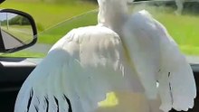 parrot loves car rides 😂 😂