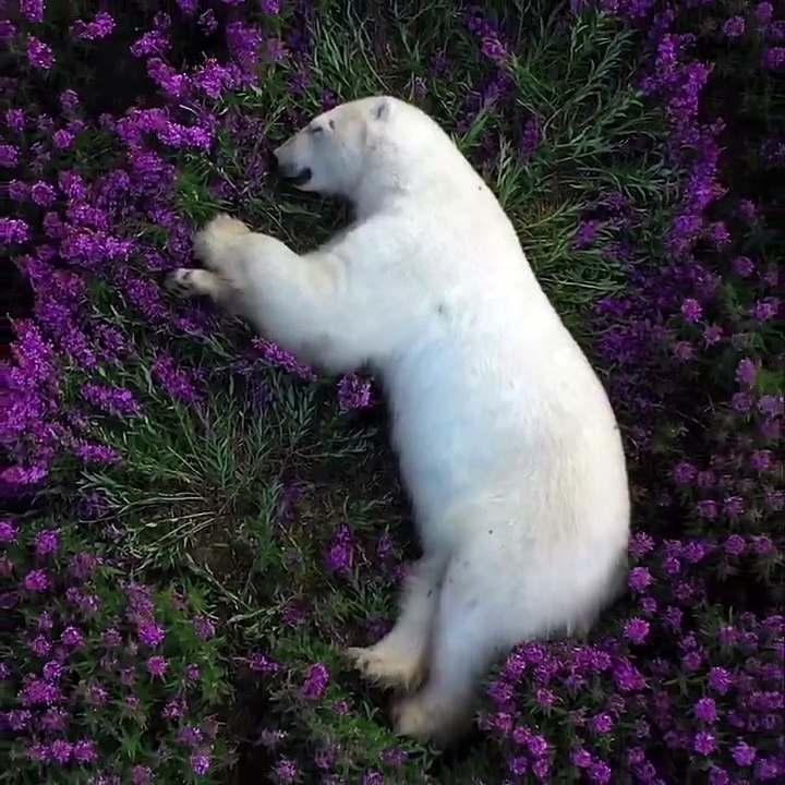 Une sieste au paradis 🌿 | Ce petit ours a trouvé le spot parfait pour faire un somme au cœur de la nature… et on le comprend !