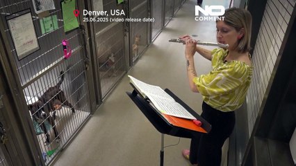 Tierheime in den USA setzen Live-Musik ein, um ängstliche Haustiere zu beruhigen