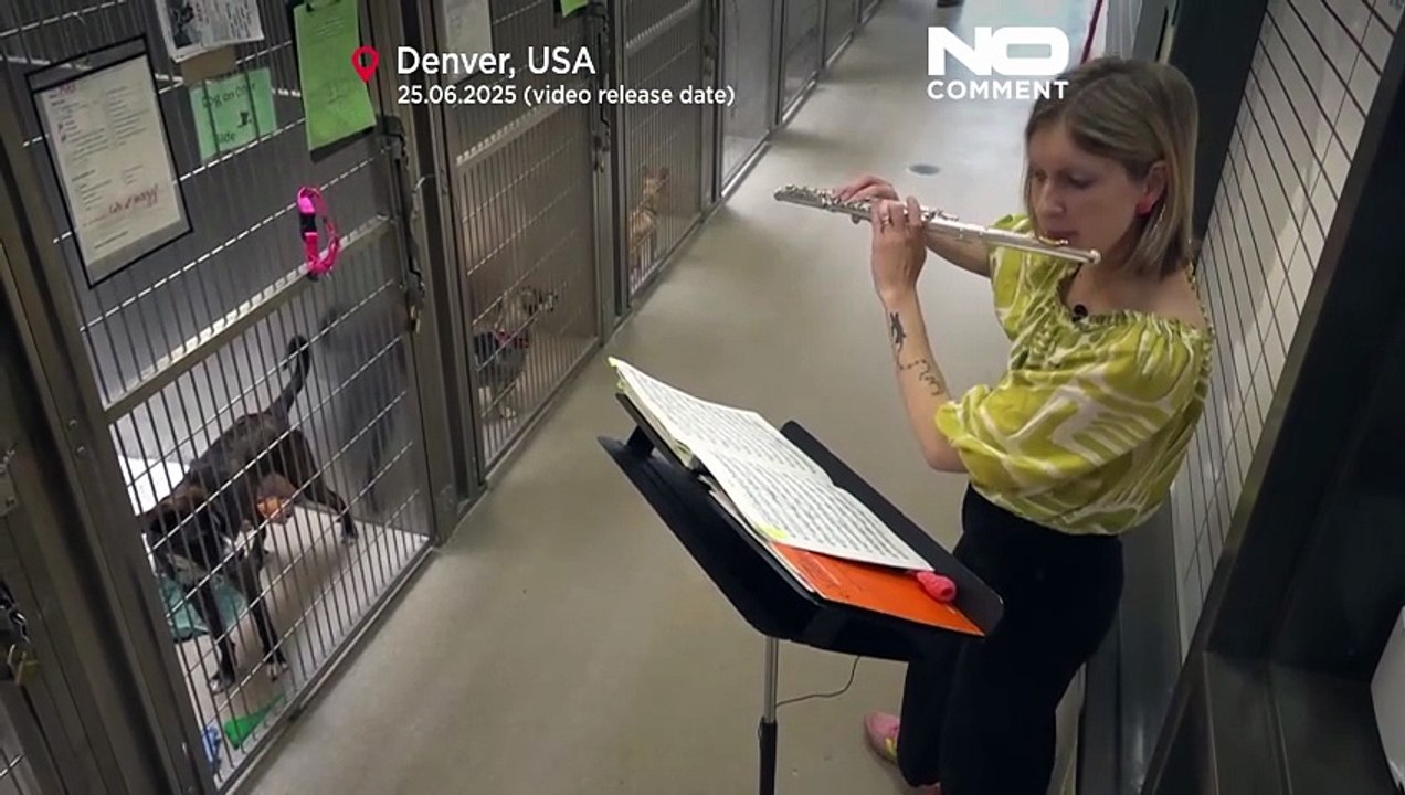 موسيقى للحيوانات المرهقة.. ملاجئ الولايات المتحدة الأمريكية تعزف للقطط والكلاب حتى تسترخي!