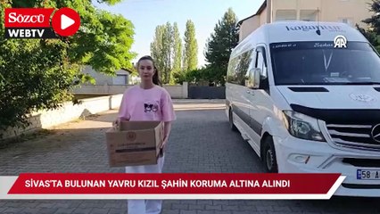 Sivas'ta bulunan yavru kızıl şahin koruma altına alındı