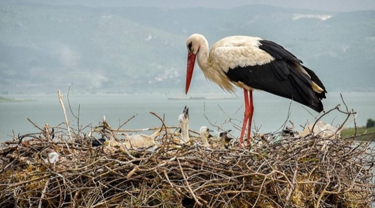 Yaren leyleğin yavruları sağlık kontrolünden geçirilerek halkalandı