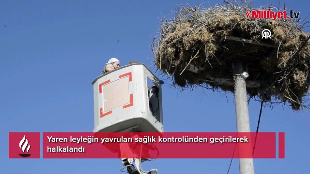 Yaren leyleğin yavrularına takip bileziği! Göç yolculukları artık uydudan izlenecek