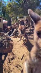 Kangaroo tales only in Australia 🇦🇺😀 please subscribe to my page