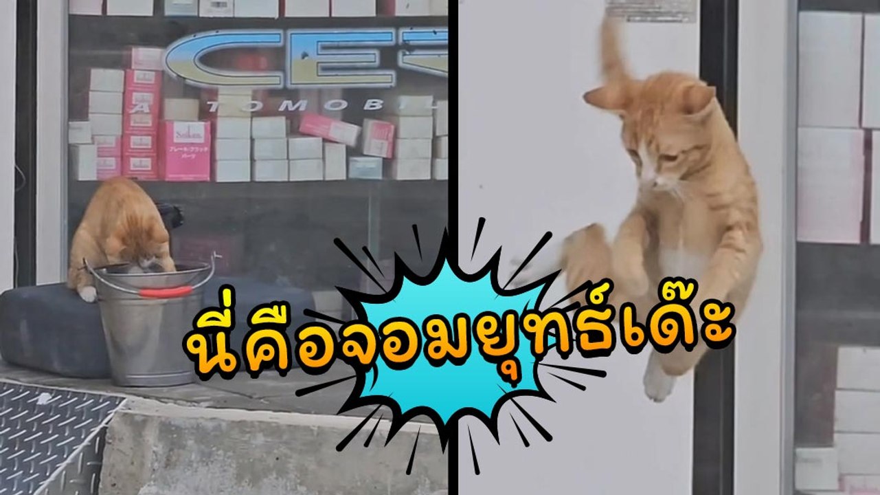 แวบแรกตกใจ แวบสองฮากันลั่น เจ้าส้มอีกแล้วเหรอ ?